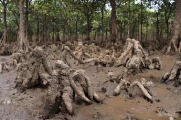 木榄的膝状呼吸根