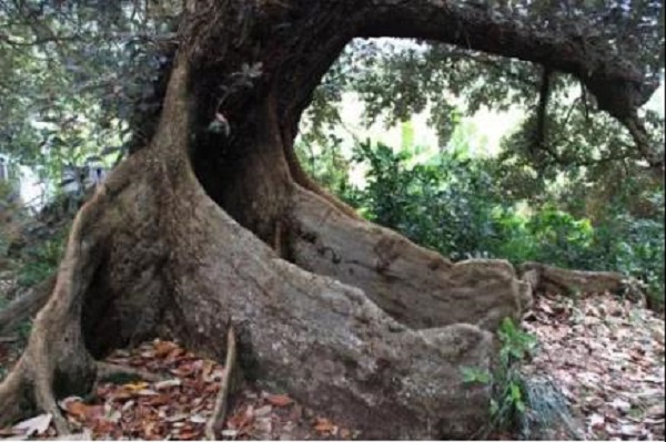 银叶树的板状根