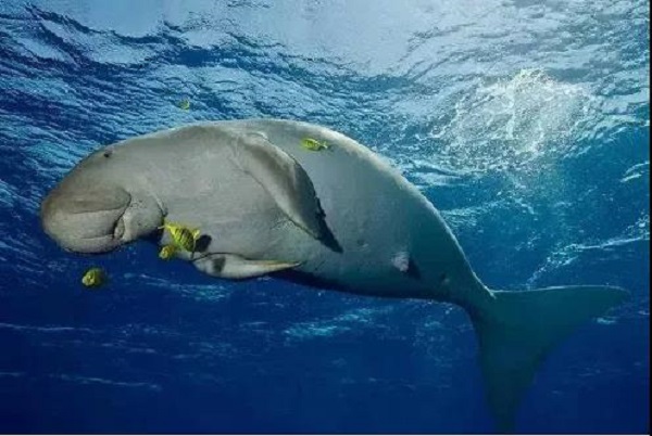 保护区里真身美人鱼