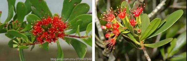 珍惜濒危红树植物——红榄李,在中国仅见于海南岛海岸边的少数分布