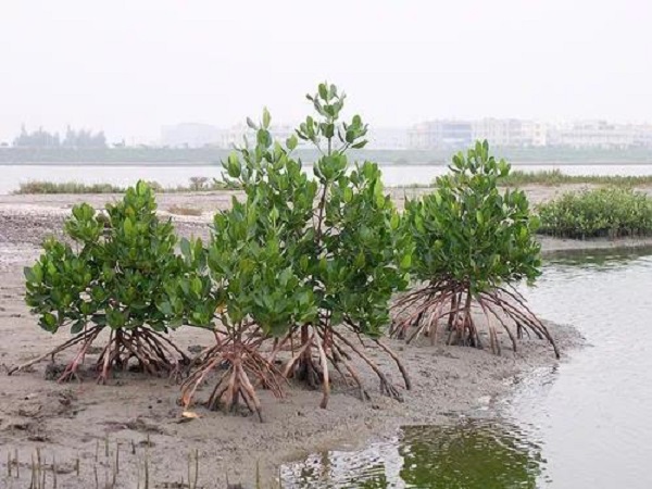 红海榄的支柱根