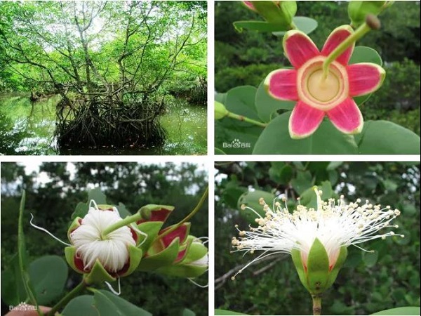 海南海桑为中国特有树种,仅天然分布于中国的海南岛文昌