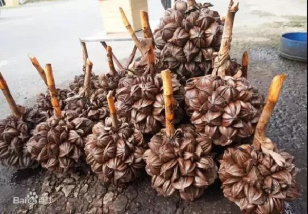 水椰的果实——水椰子