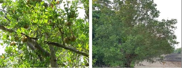 木果楝为中国国家Ⅱ级保护植物,2008列入《世界自然保护联盟濒危物种红色名录》