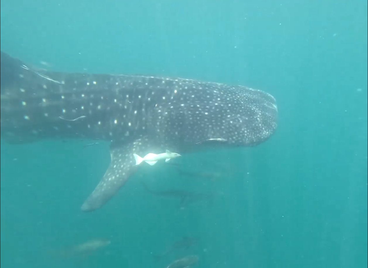 首次直击 | 海洋中最大的鱼类——鲸鲨现身南海近岸珊瑚礁区