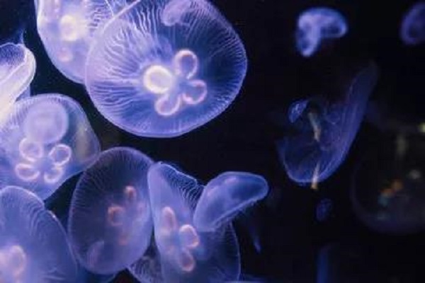 图片来源网络 