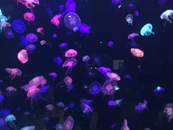 水族馆里的海月水母（拍摄：王符菁）