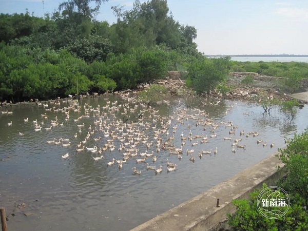 在红树林区养殖海鸭