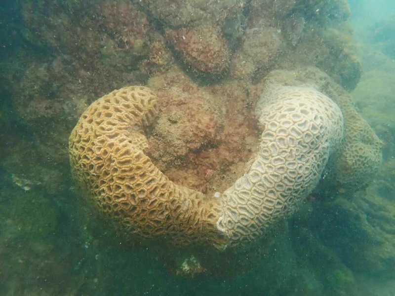 蜂巢珊瑚说,人不可貌相,珊瑚亦如此!虽然我很丑,但是我有爱!