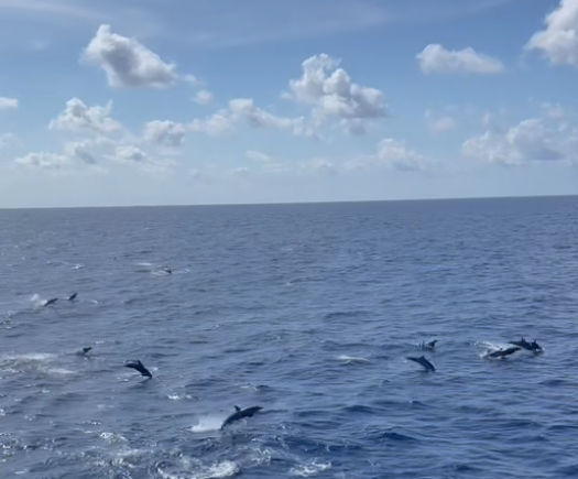 世界海洋日 | 船行南海，邂逅海豚“组团”出游