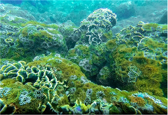 大海小站不凡事 | 守护海底斑斓世界——北海海洋中心涠洲海洋站珊瑚礁生态调查工作纪实